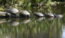 Turtle Walk